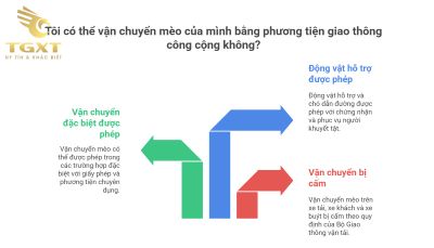 Tại sao không được mang mèo lên xe?