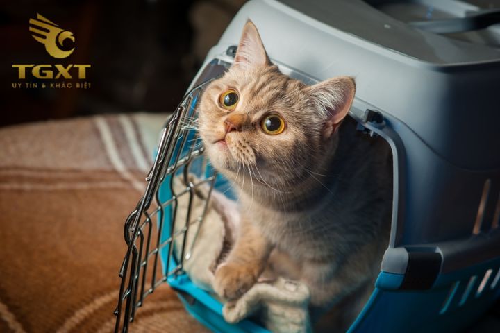 Xe tải không cho phép mang mèo lên, đảm bảo an toàn và tuân thủ quy định pháp luật.